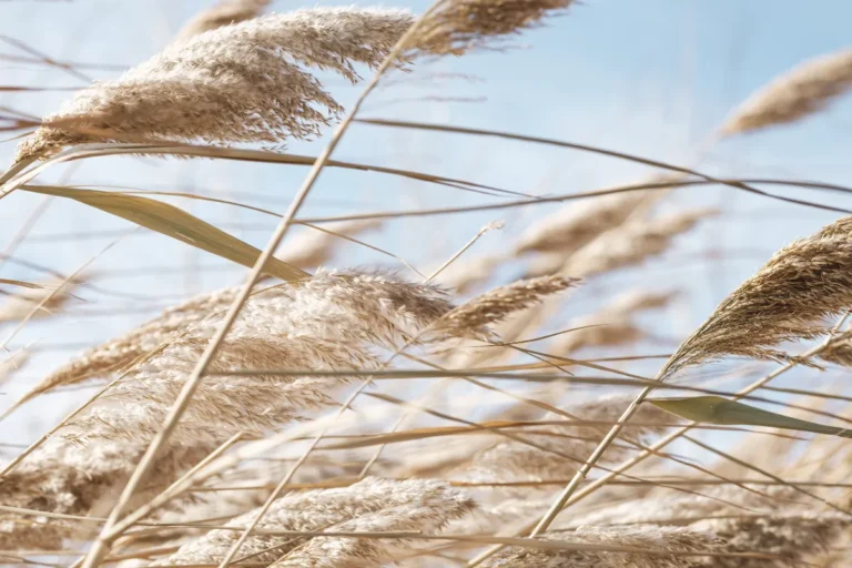 decouvrez-la-beaute-envoutante-de-la-pampa-blanche-en-photos