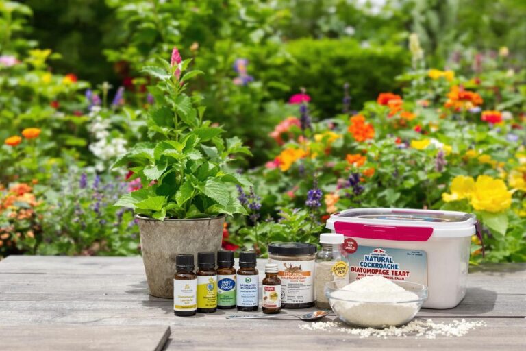 Blatte de jardin : comment s’en débarrasser ?