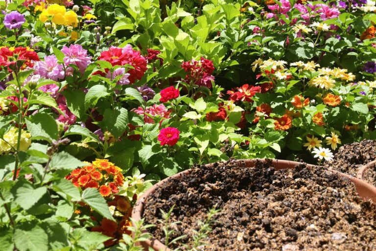 Cafard de jardin : comment s’en débarrasser efficacement ?