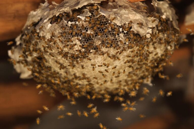 Comment trouver un nid de guêpes dans la maison ?