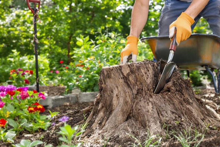 Comment enlever une souche d’arbre facilement et naturellement ?
