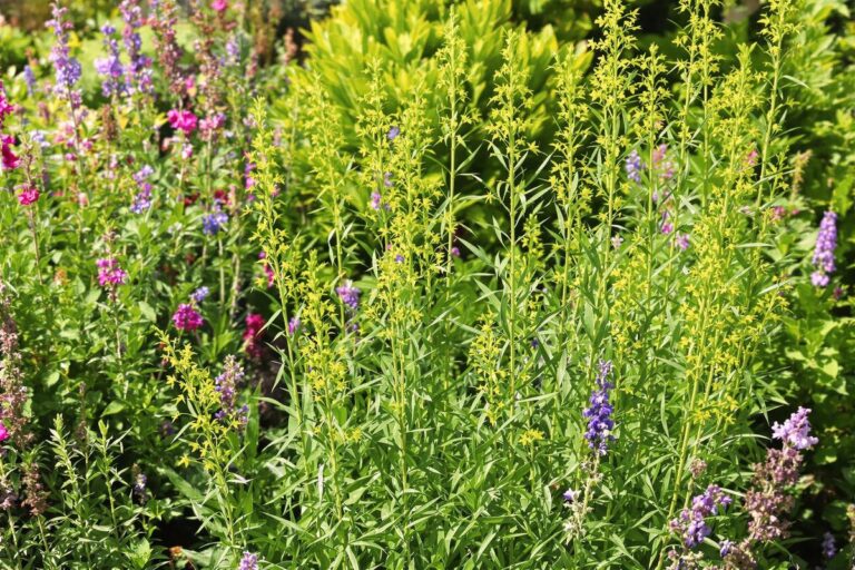 Comment planter de la citronnelle pour repousser les moustiques ?