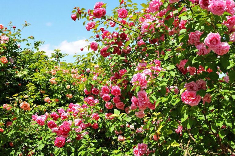 Période pour tailler les rosiers : quand et comment bien tailler ?