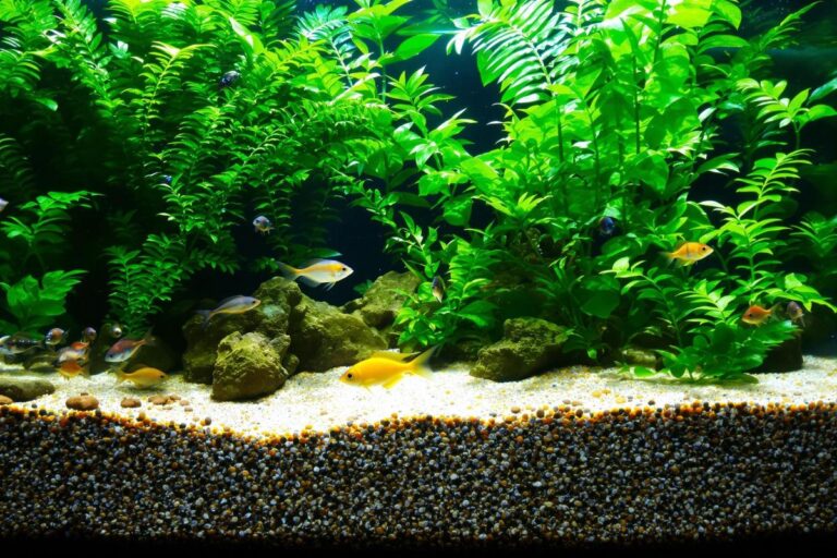 Quel poisson nettoyeur de fond pour un aquarium propre ?