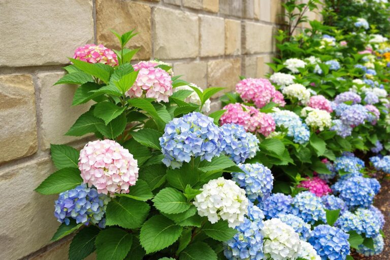 À quelle distance d’un mur planter un hortensia